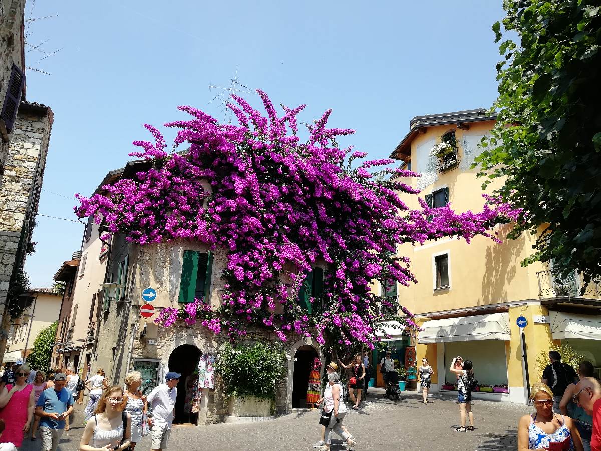 Bougainvillea